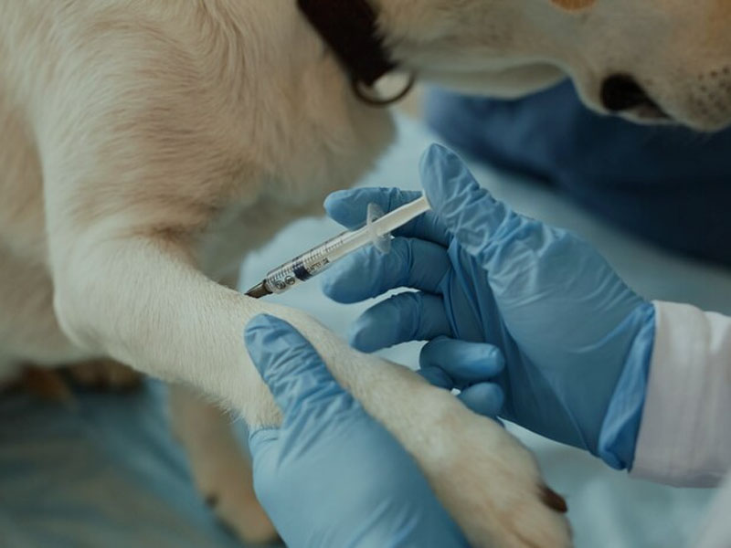 AIMワクチンが「npjワクチン」のmRNA狂犬病ワクチンの最新の前臨床データを発表：100％安全で効果的な免疫防御を提供するにはわずか2回の接種が必要